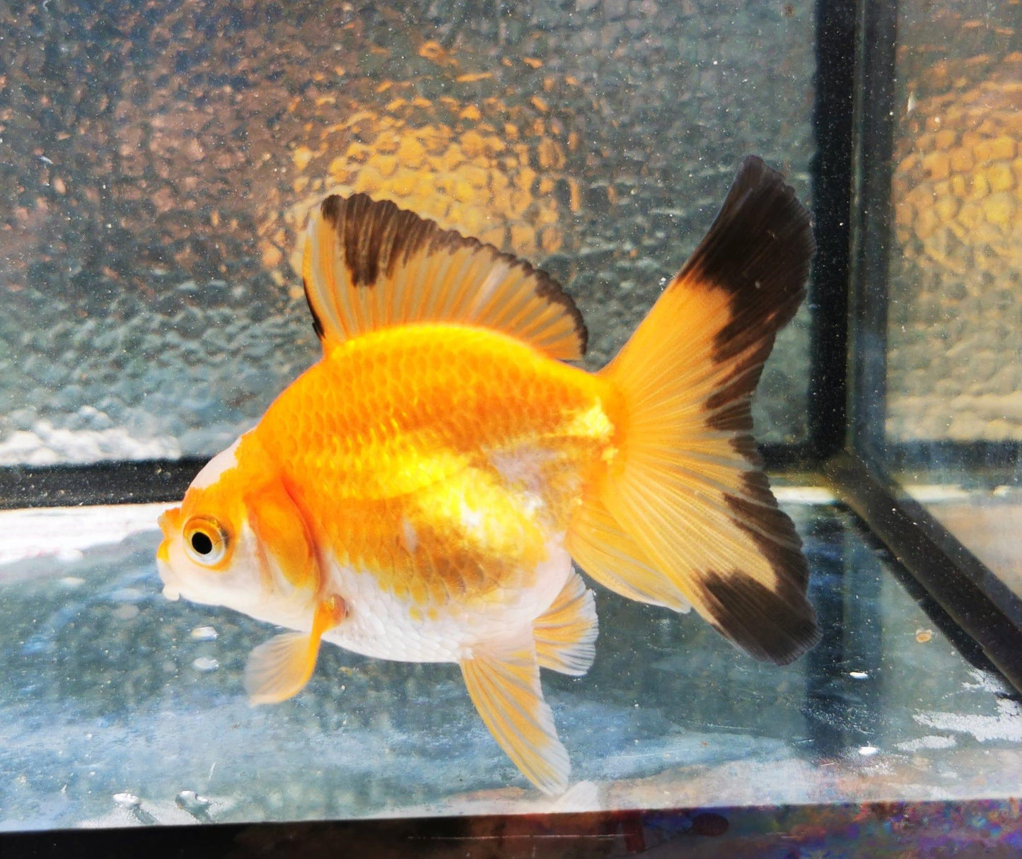 Paradise Tropicals LLC Jade Seal Apache Orchidtail Oranda Goldfish WYSIWYG #1