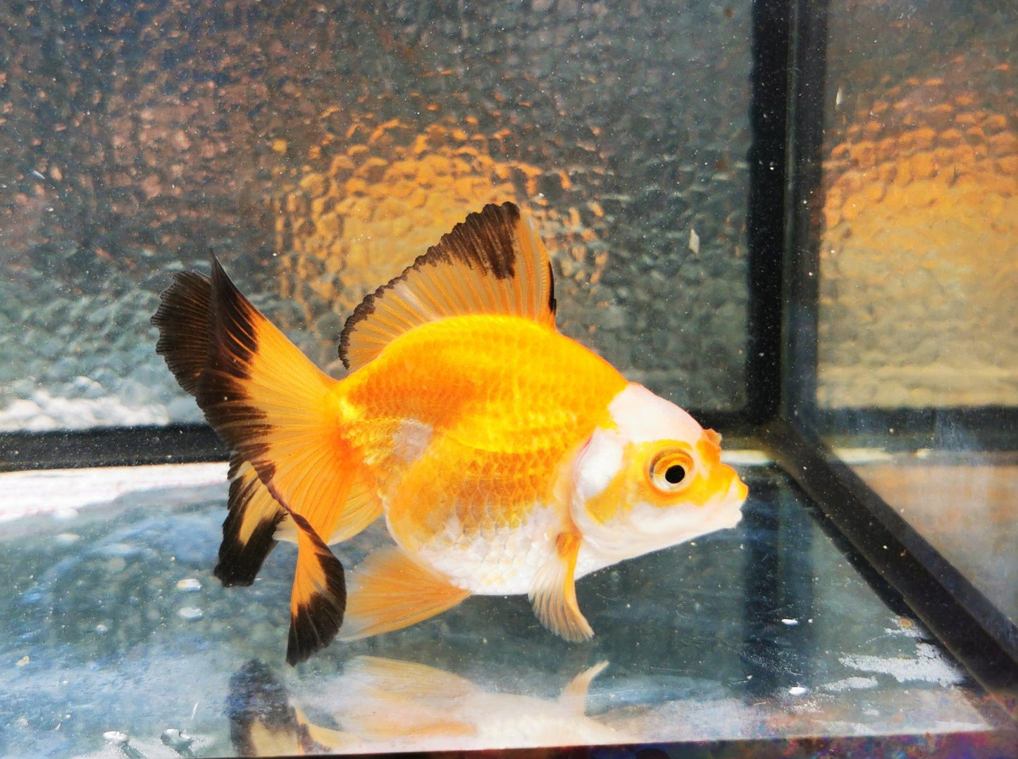 Paradise Tropicals LLC Jade Seal Apache Orchidtail Oranda Goldfish WYSIWYG #1