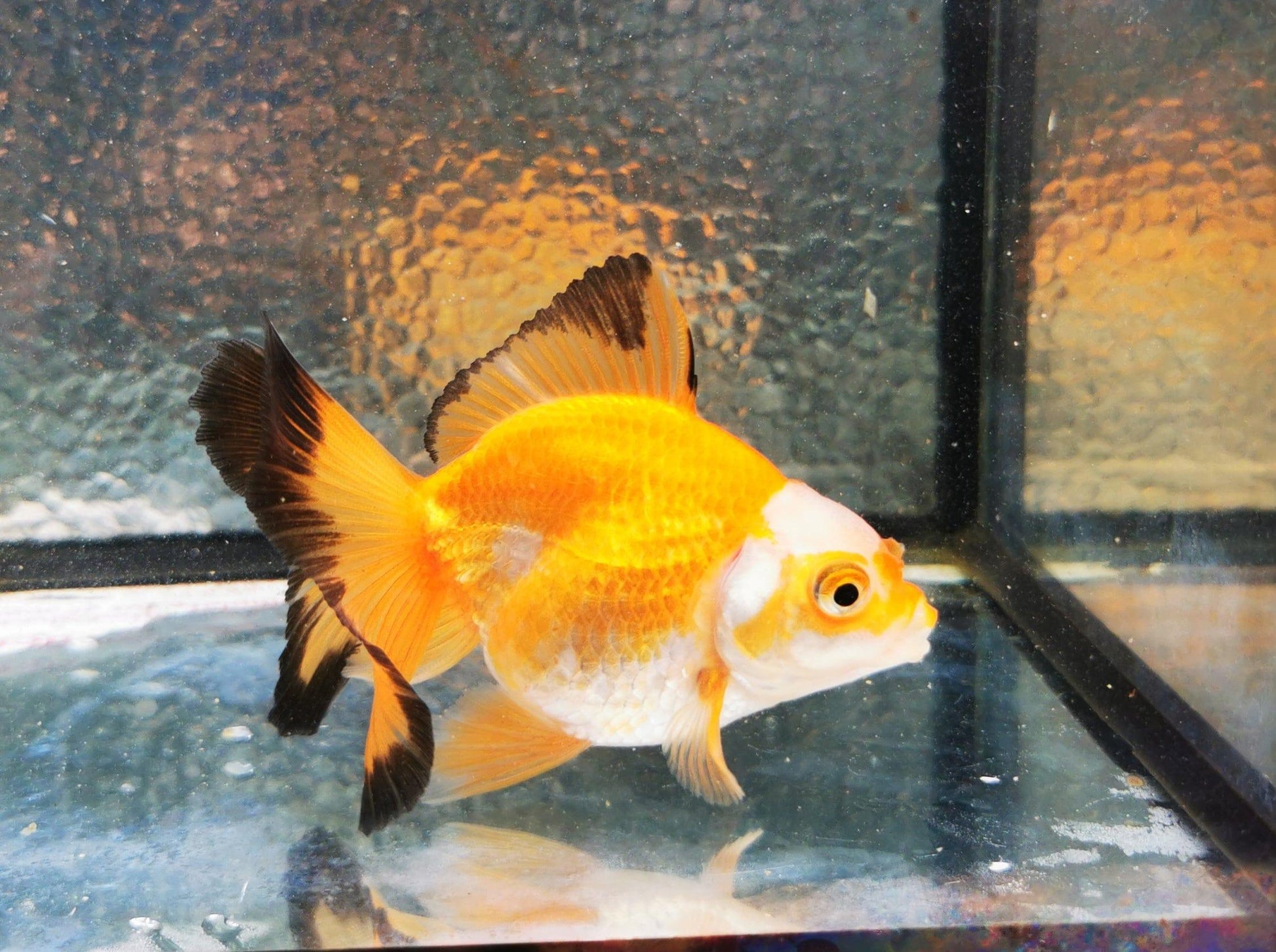 Paradise Tropicals LLC Jade Seal Apache Orchidtail Oranda Goldfish WYSIWYG #1