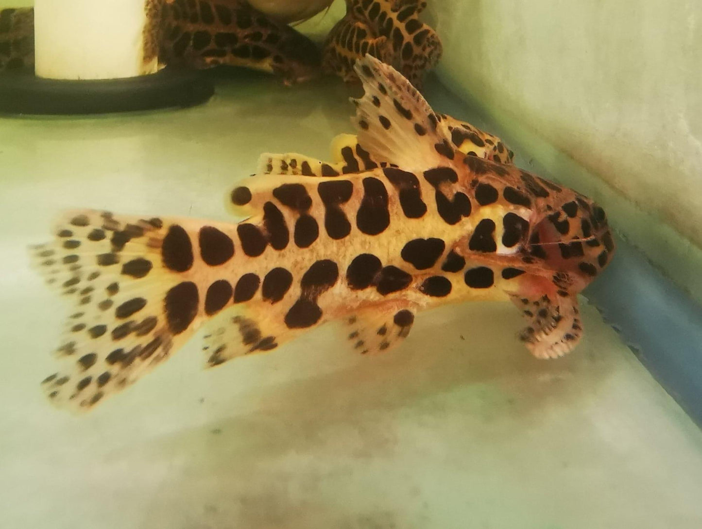 Paradise Tropicals LLC Live Animals Jaguar Catfish