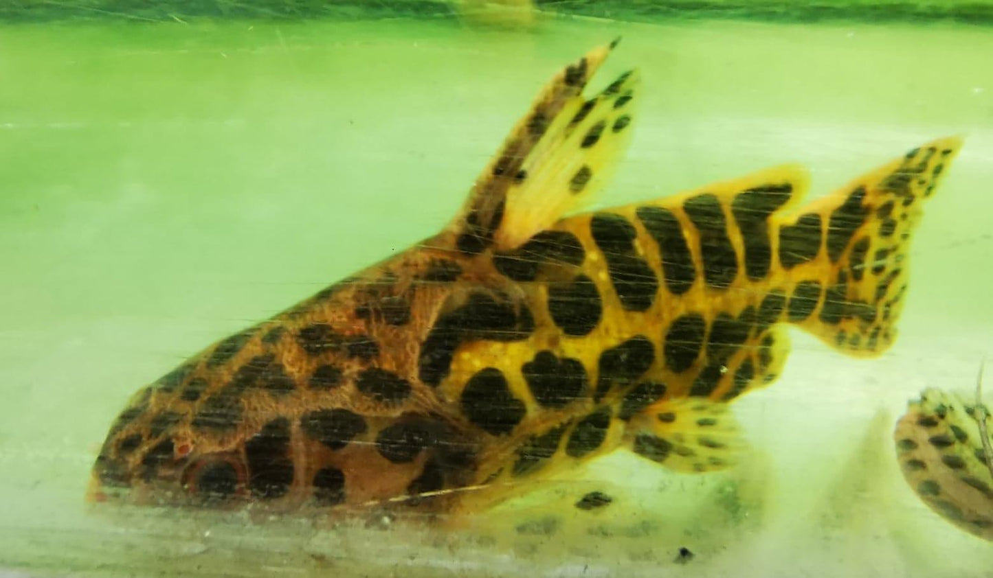 Paradise Tropicals LLC Live Animals Jaguar Catfish