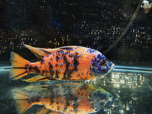 Paradise Tropicals LLC Koi OB Hap Male #1 WYSIWYG