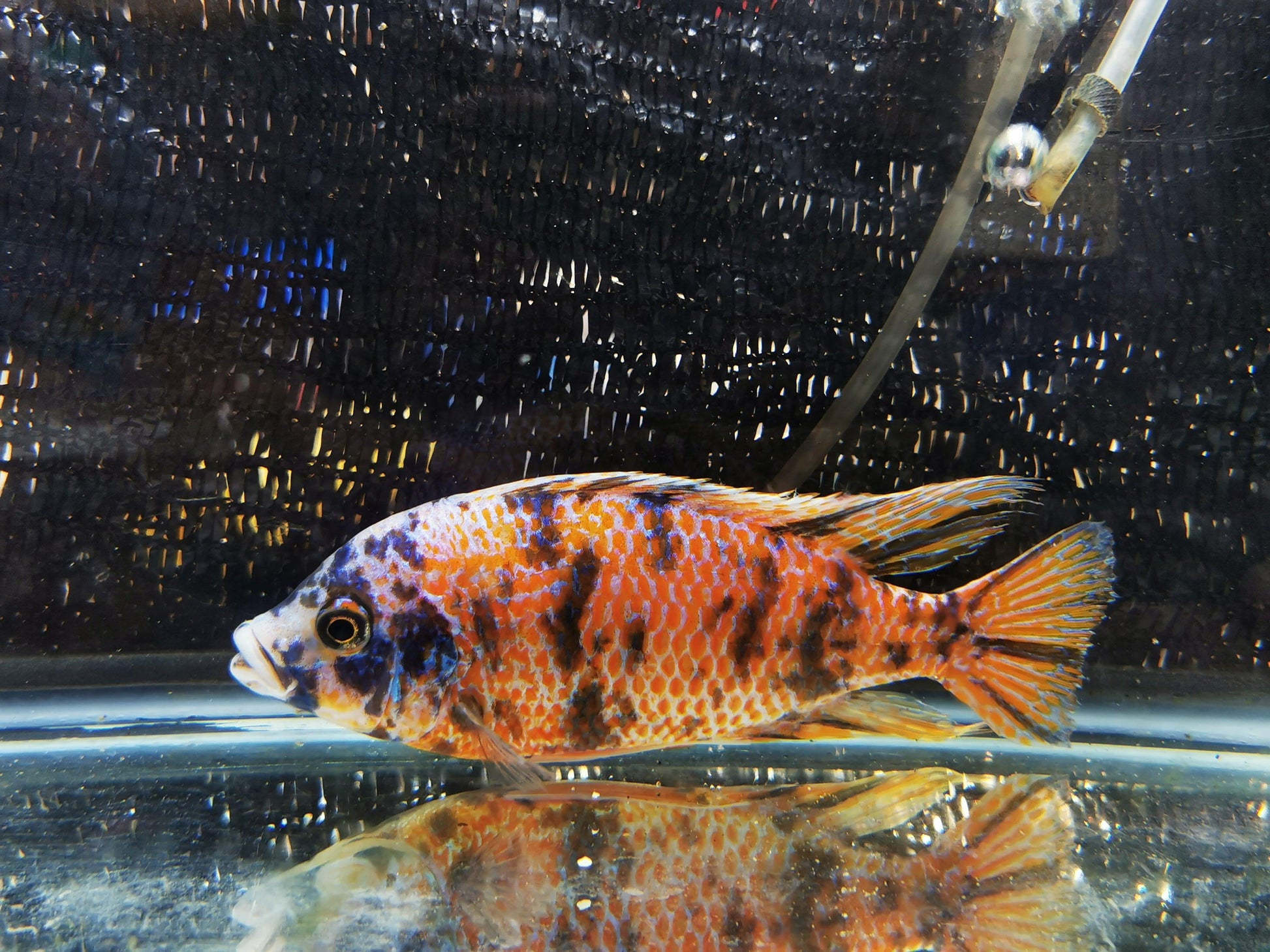 Paradise Tropicals LLC Koi OB Hap Male #1 WYSIWYG