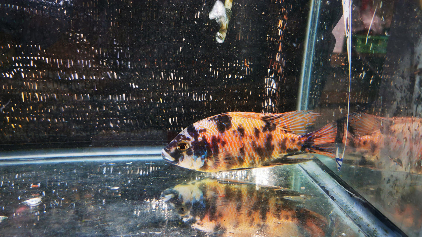 Paradise Tropicals LLC Koi OB Hap Male #2 WYSIWYG