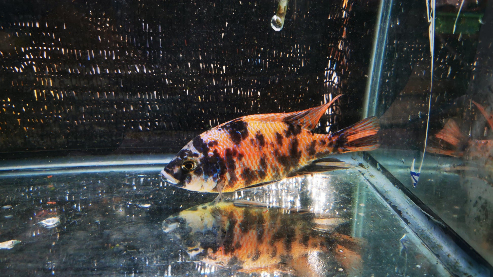 Paradise Tropicals LLC Koi OB Hap Male #2 WYSIWYG