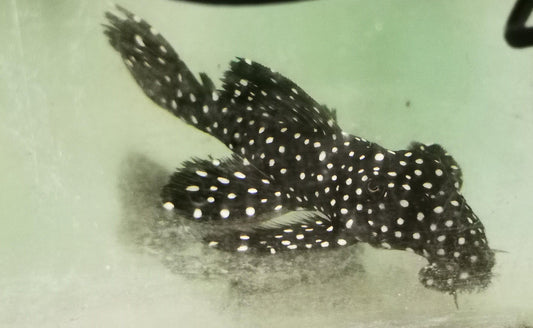 Paradise Tropicals LLC Plecostomus L1240 Galaxy/Vampire Pleco