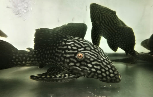 Paradise Tropicals LLC Plecostomus L330 Watermelon Spotted Royal Panaque Pleco