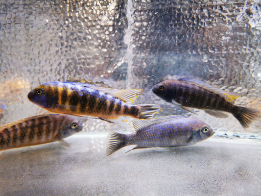 Paradise Tropicals LLC Mbuna Male Labeotropheus trewavasae Chilumba