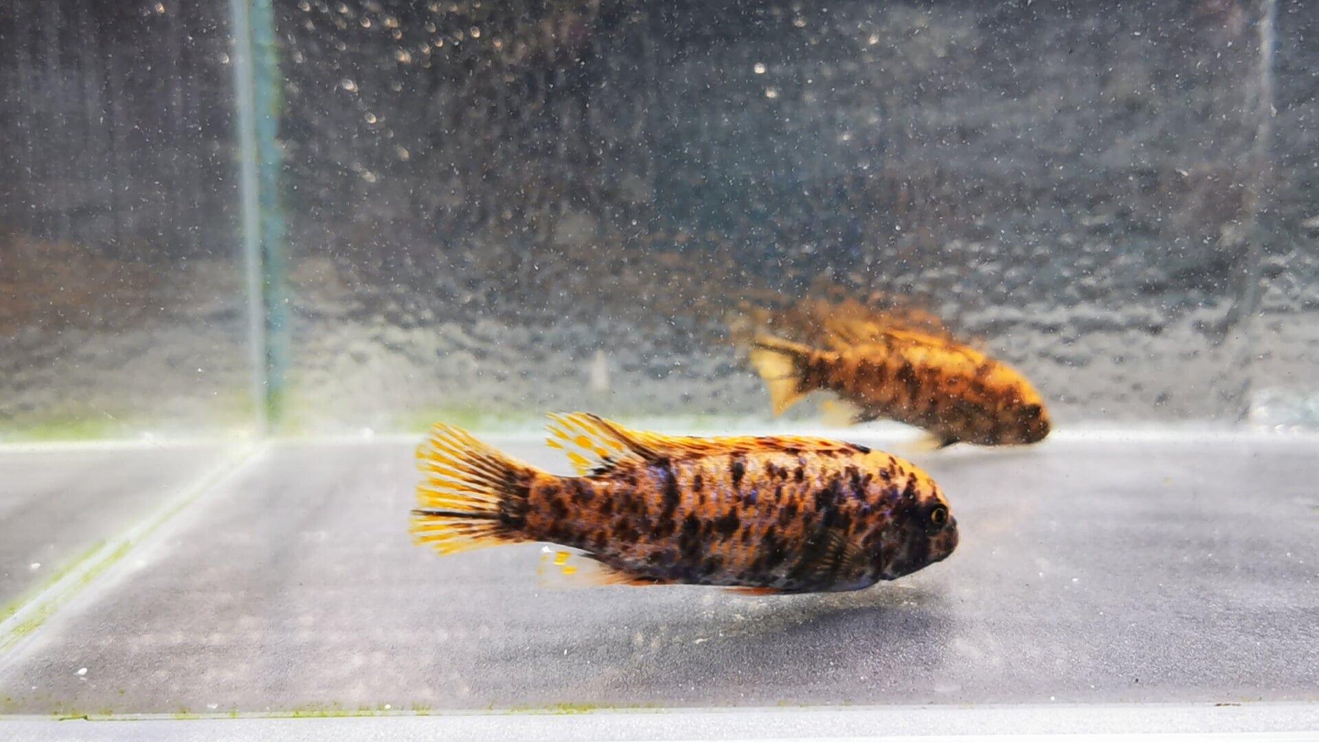 Paradise Tropicals LLC Labeotropheus trewavasae OB Orange  Pair #2 WYSIWYG Rare!