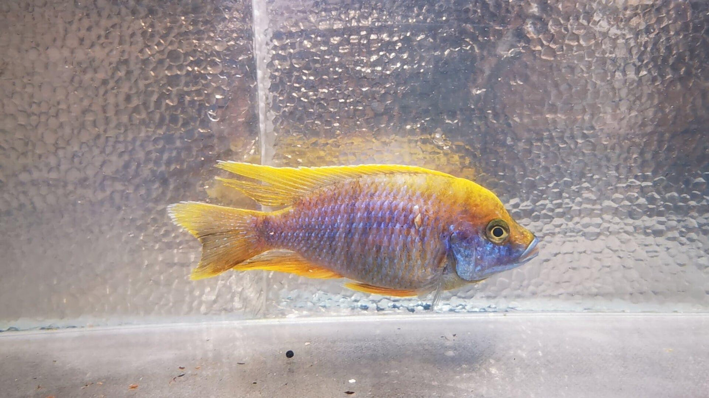 Paradise Tropicals LLC Lemon Jake #1 Peacock WYSIWYG