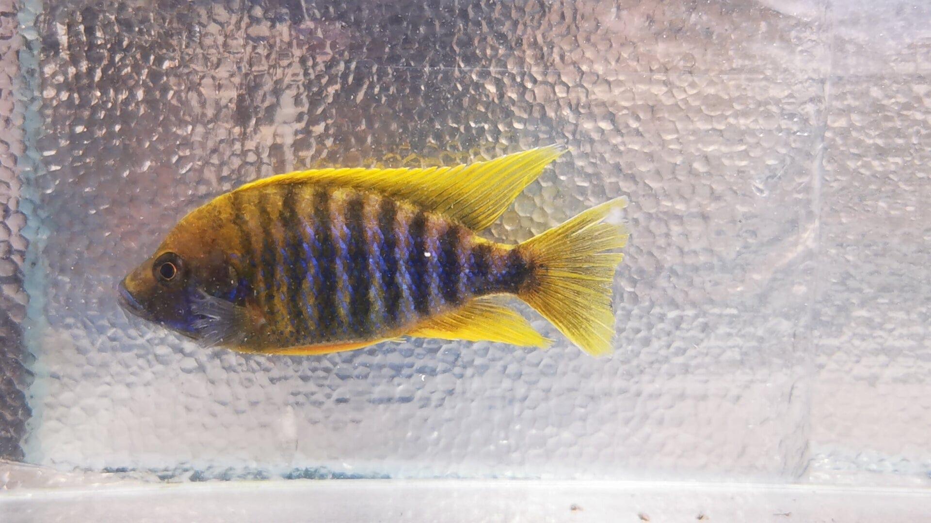 Paradise Tropicals LLC Lemon Jake #2 Peacock WYSIWYG