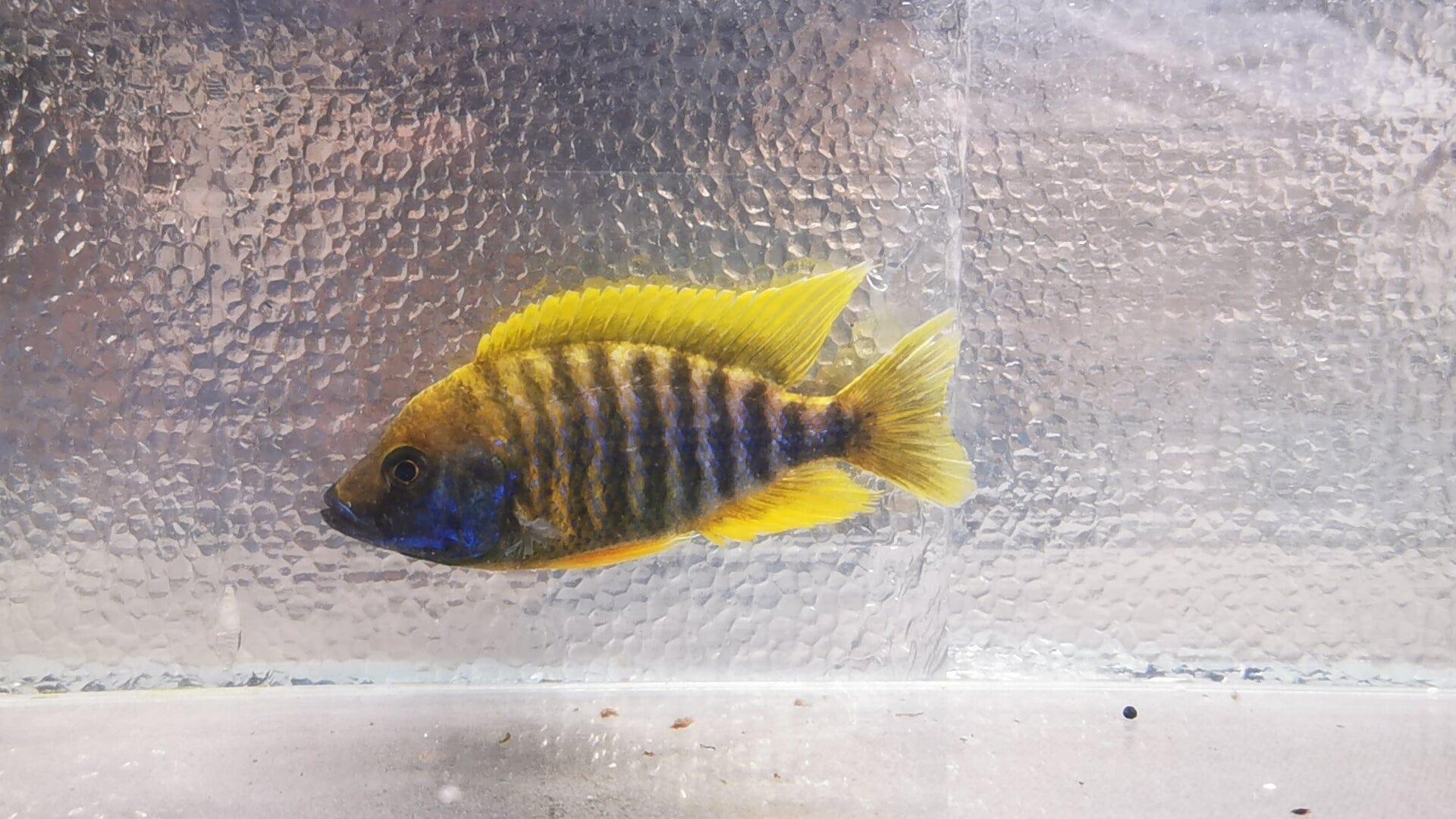 Paradise Tropicals LLC Lemon Jake #2 Peacock WYSIWYG