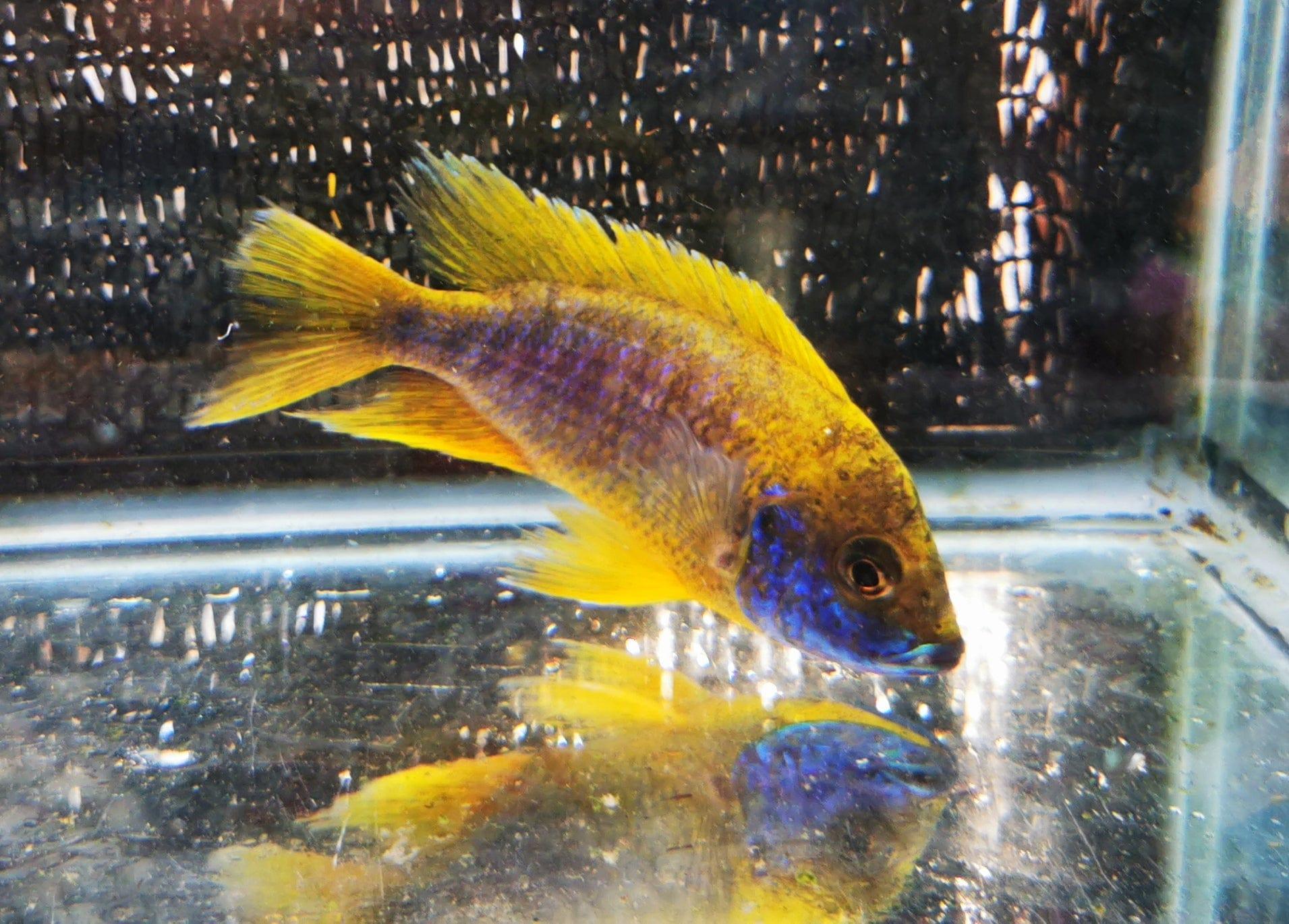 Paradise Tropicals LLC Lemon Jake #9 Peacock WYSIWYG