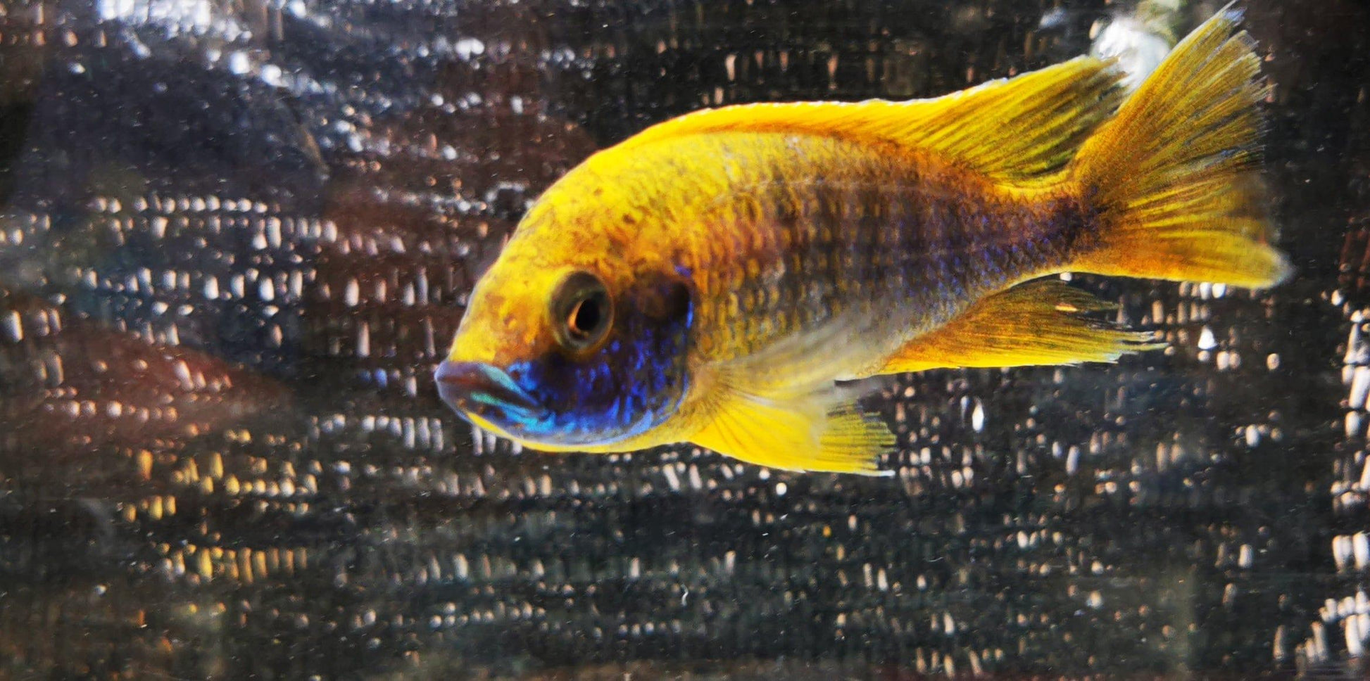 Paradise Tropicals LLC Lemon Jake #9 Peacock WYSIWYG