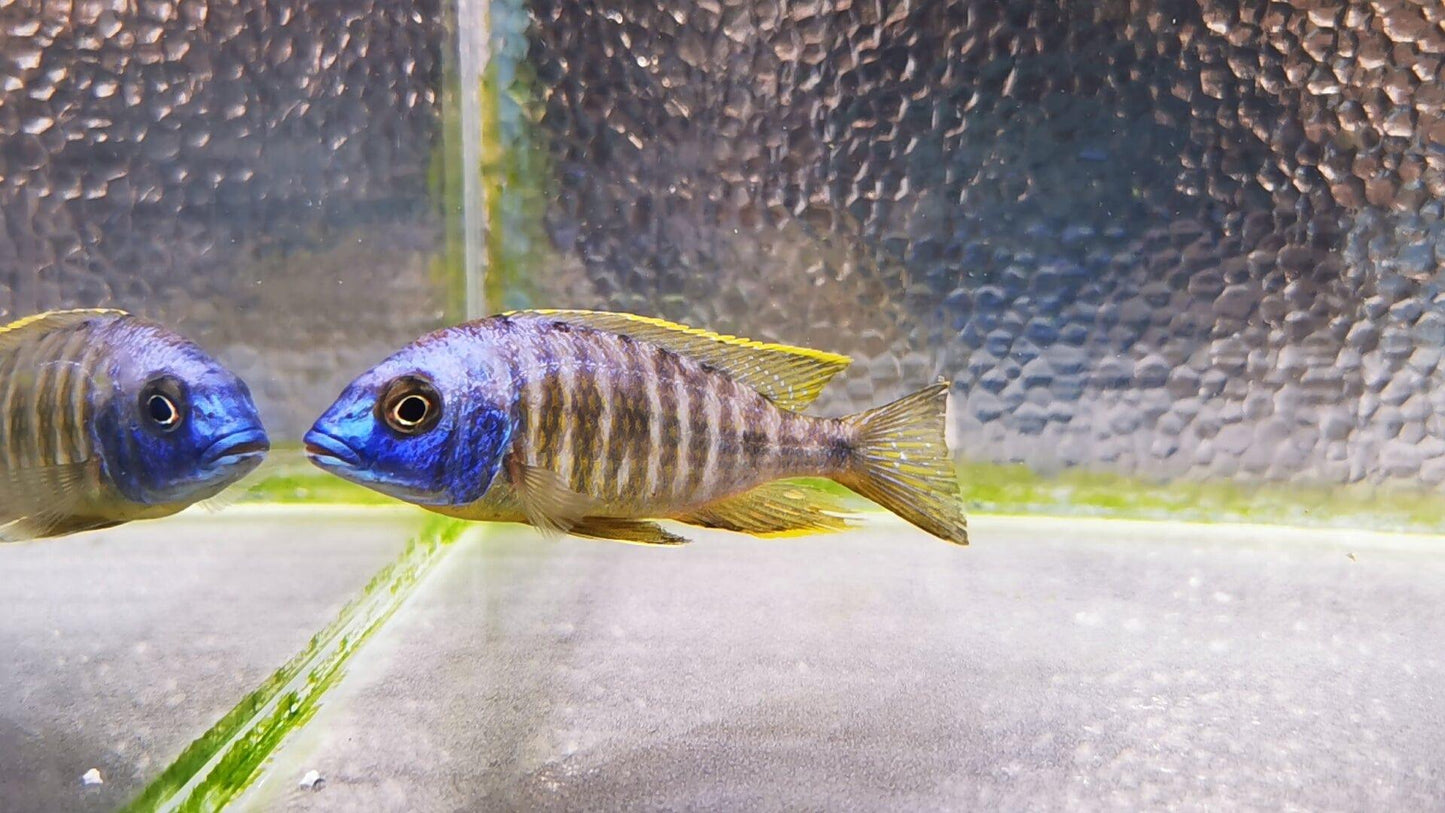 Paradise Tropicals LLC Live Animals Makonde Yellow Black Fin Hap Male #1 WYSIWYG