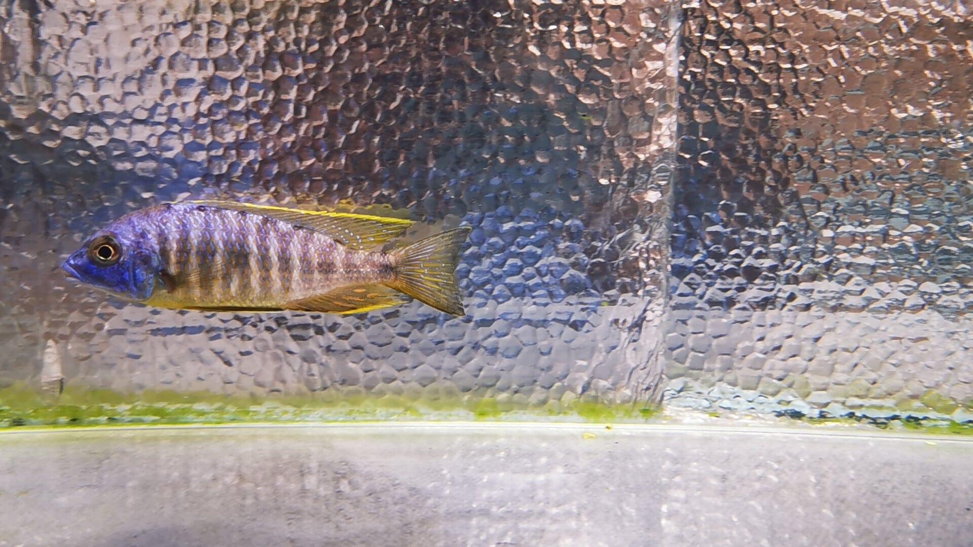 Paradise Tropicals LLC Live Animals Makonde Yellow Black Fin Hap Male #1 WYSIWYG