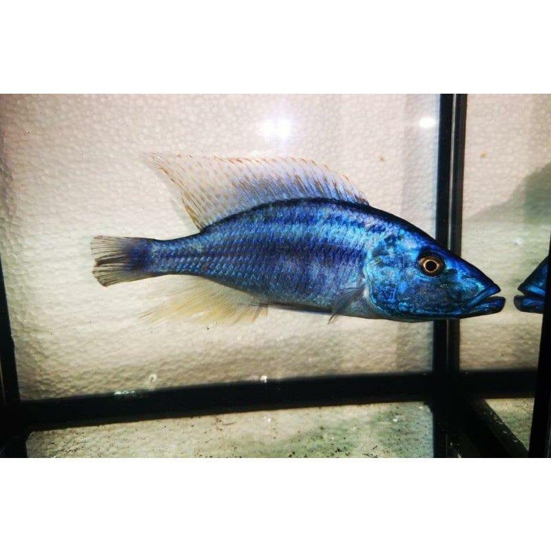 Paradise Tropicals LLC Haplochromis Malawi Eye Biter