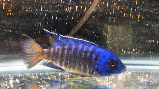 Paradise Tropicals LLC Ngara Flametail #6 Peacock WYSIWYG