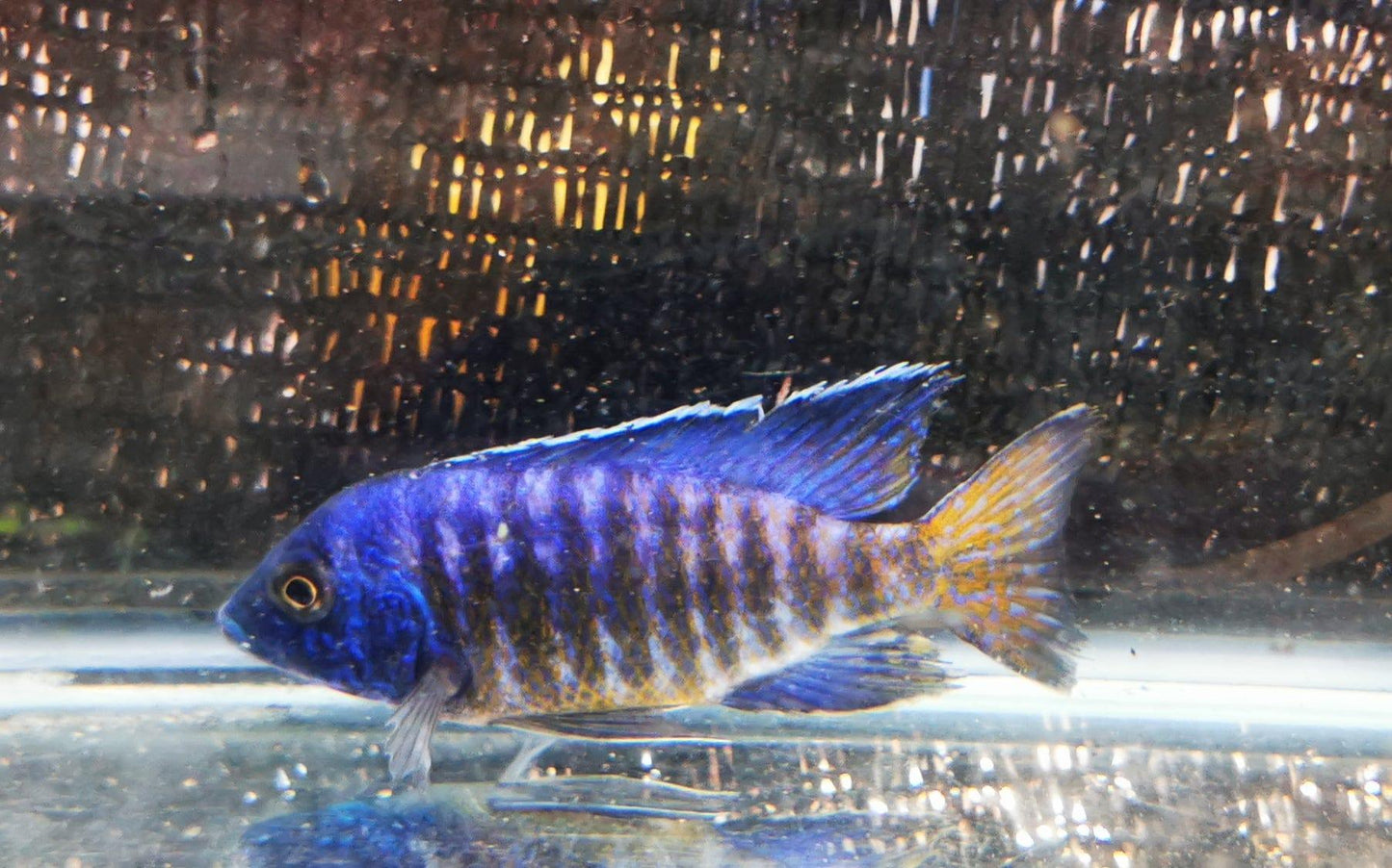 Paradise Tropicals LLC Ngara Flametail #6 Peacock WYSIWYG