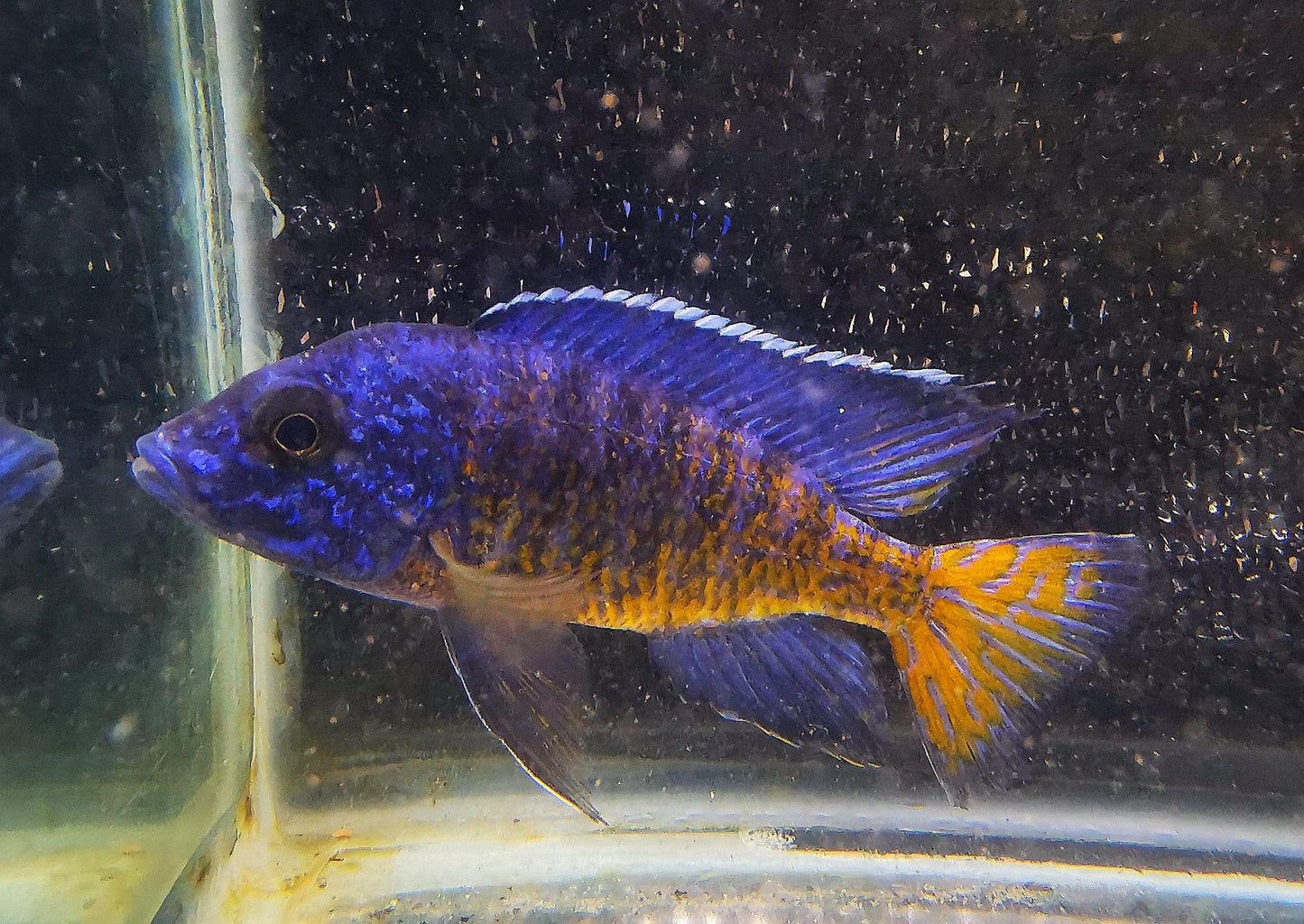 Paradise Tropicals LLC Ngara Flametail #7 Peacock WYSIWYG