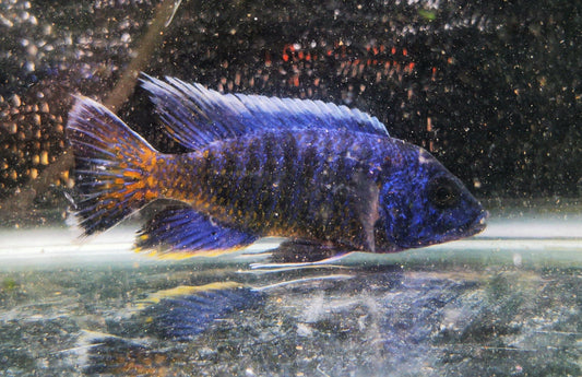 Paradise Tropicals LLC Ngara Flametail #8 Peacock WYSIWYG