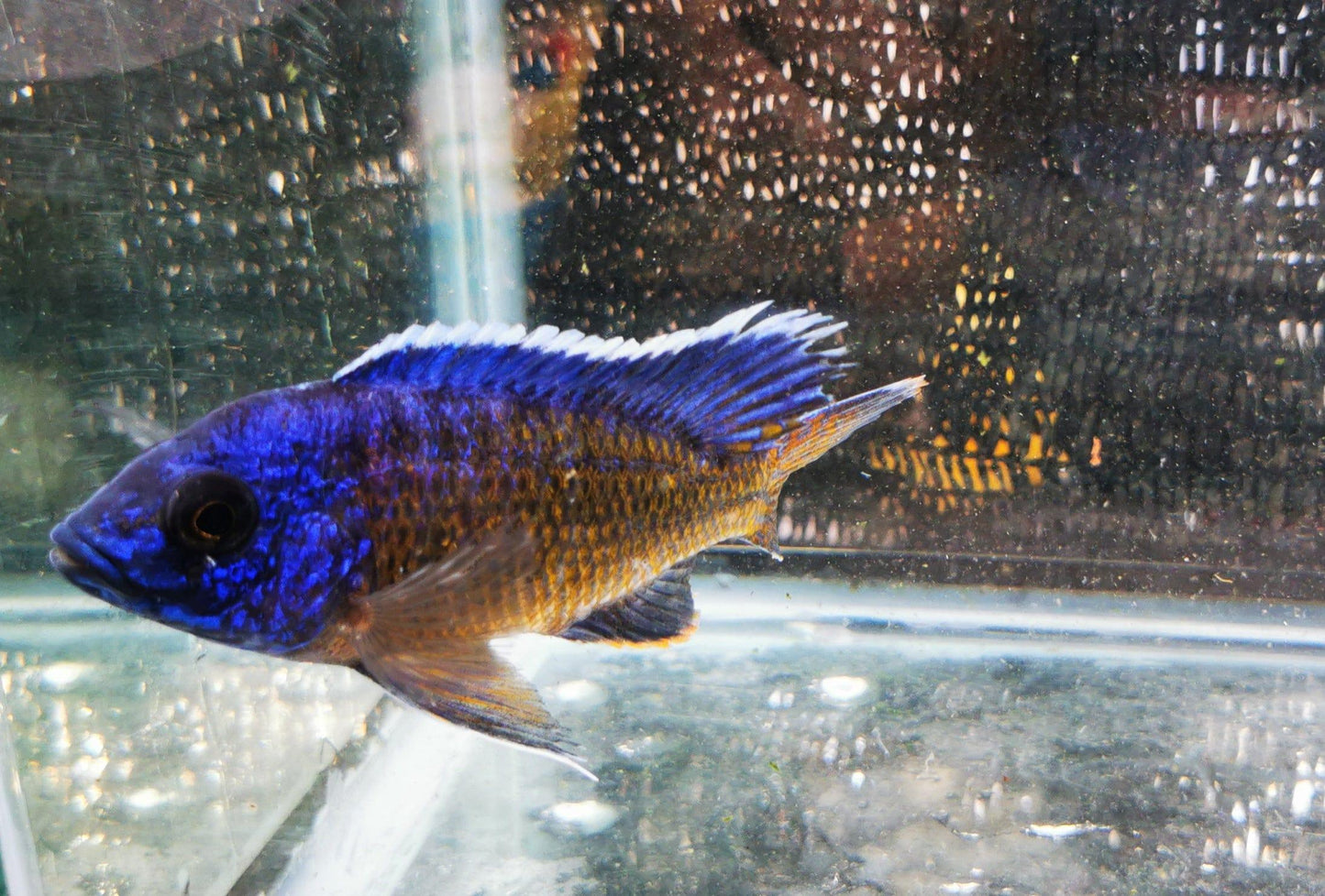 Paradise Tropicals LLC Ngara Flametail #9 Peacock WYSIWYG