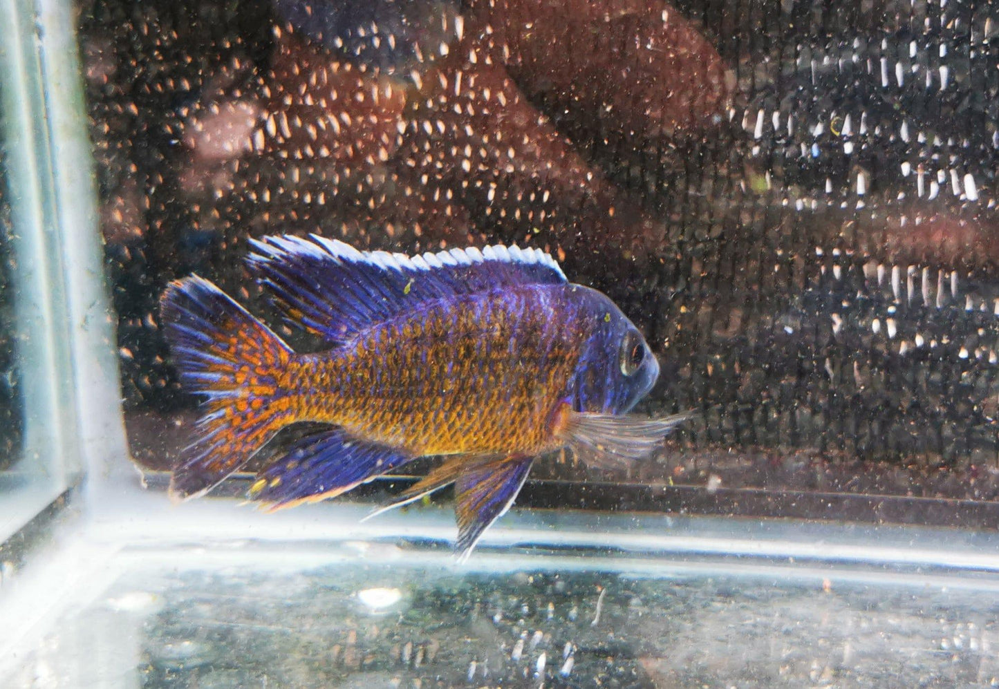 Paradise Tropicals LLC Ngara Flametail #9 Peacock WYSIWYG