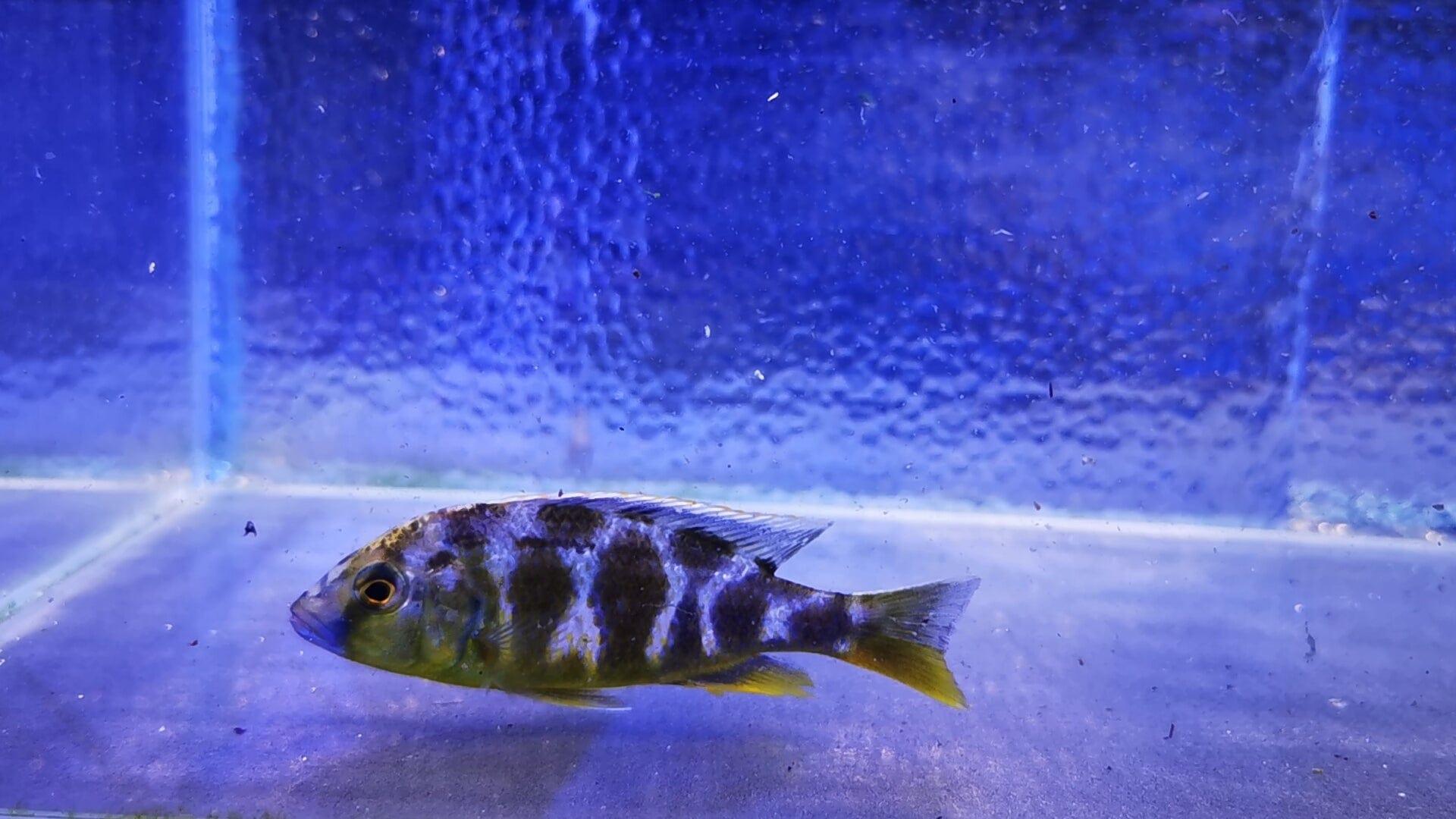 Paradise Tropicals LLC Nimbochromis venustus Male Hap #1 WYSIWYG