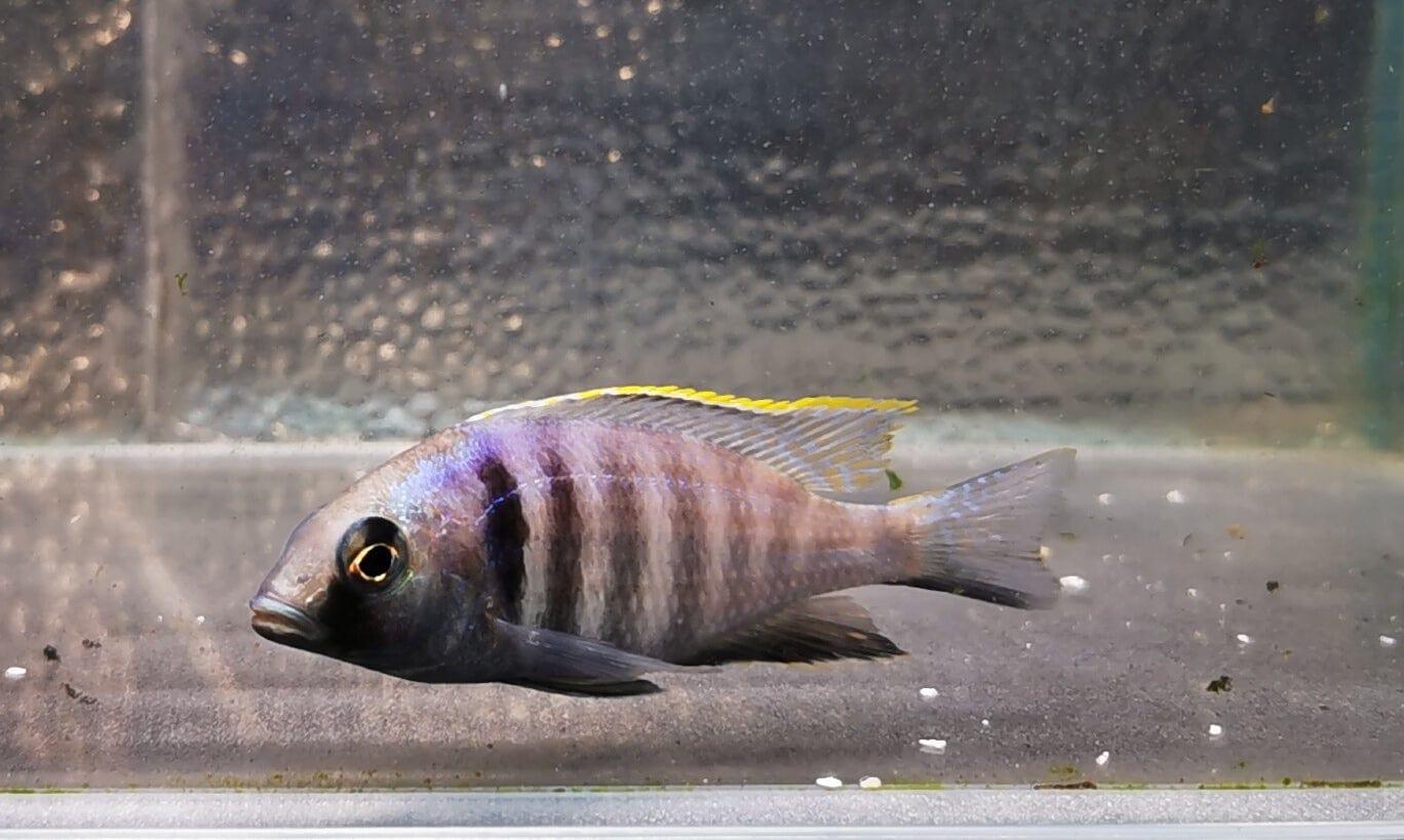 Paradise Tropicals LLC Placidochromis electra Deep Water Hap WYSIWYG