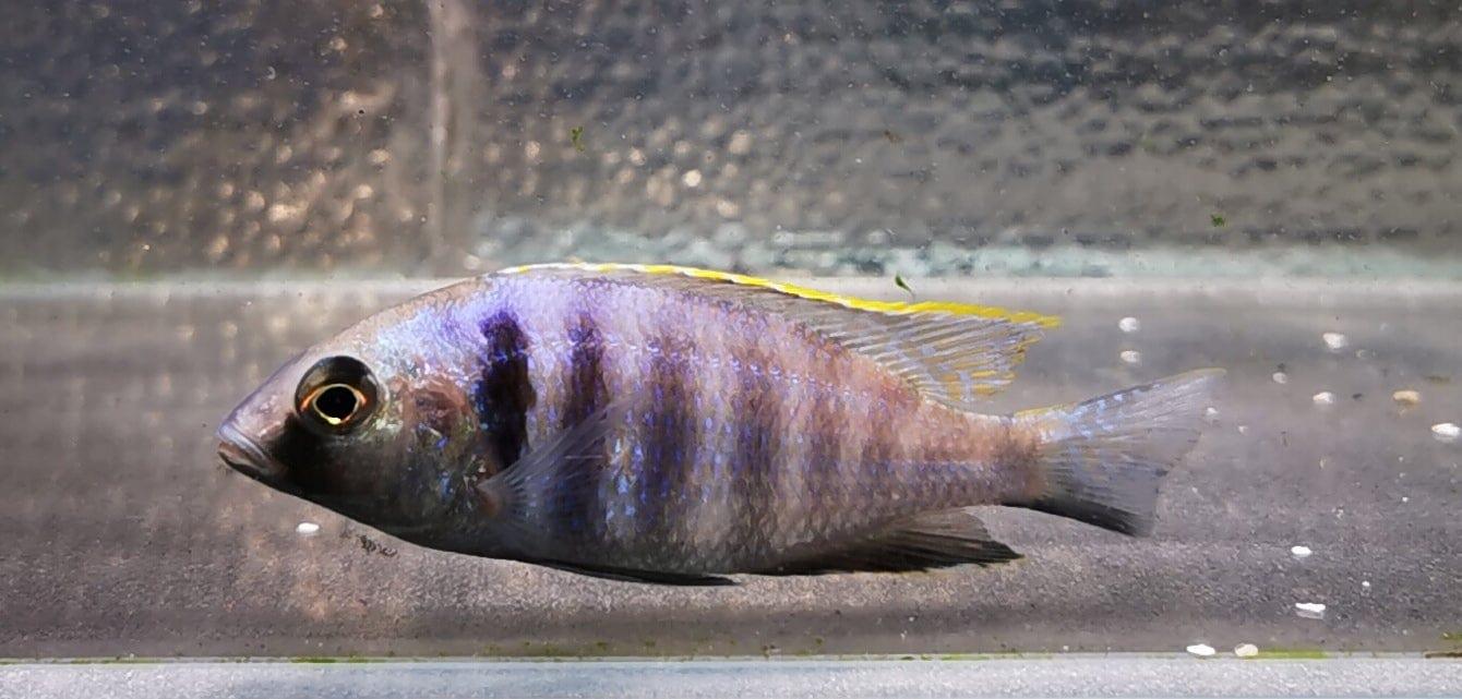 Paradise Tropicals LLC Placidochromis electra Deep Water Hap WYSIWYG