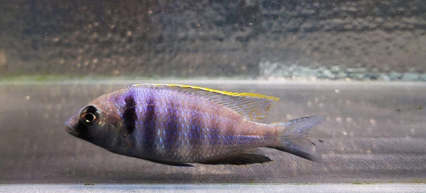 Paradise Tropicals LLC Placidochromis electra Deep Water Hap WYSIWYG