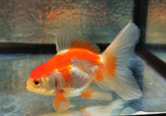 Paradise Tropicals LLC Polkadot Red White Orchidtail Oranda Goldfish WYSIWYG #1