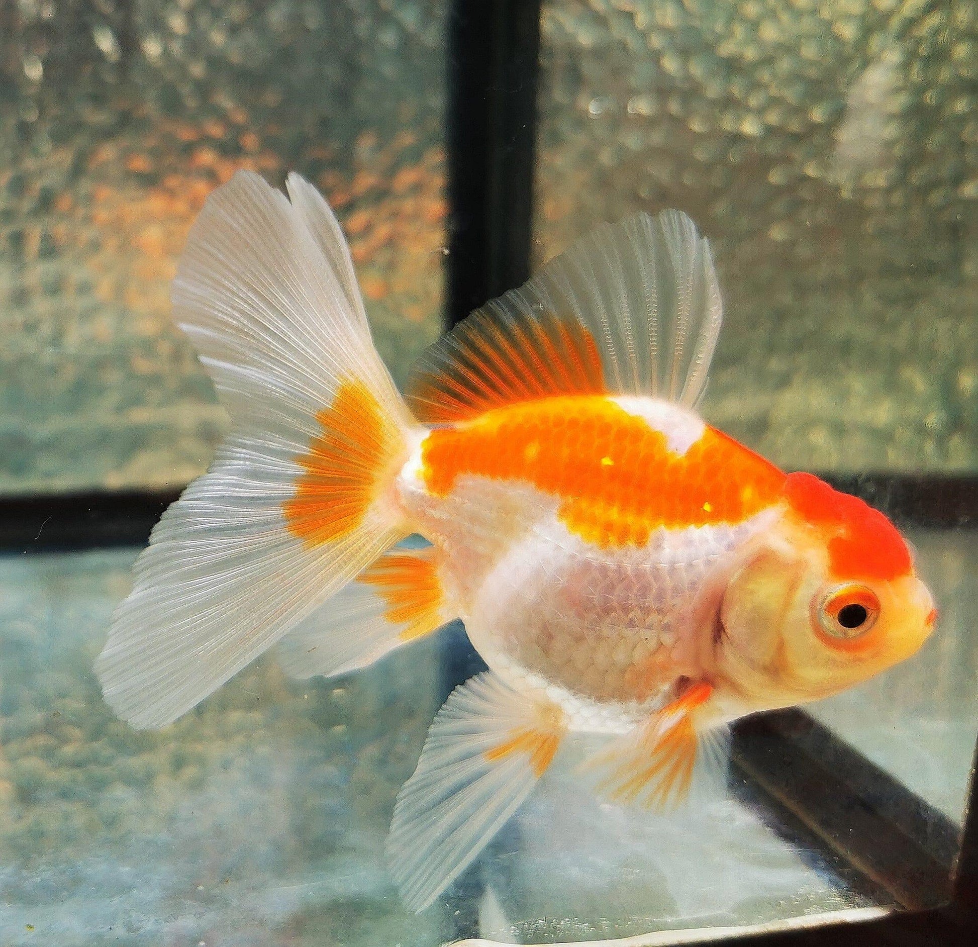 Paradise Tropicals LLC Polkadot Red White Orchidtail Oranda Goldfish WYSIWYG #1