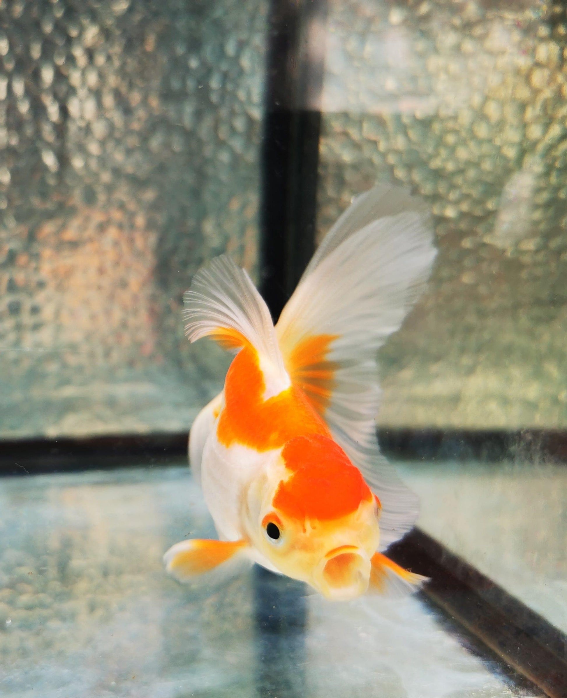 Paradise Tropicals LLC Polkadot Red White Orchidtail Oranda Goldfish WYSIWYG #1