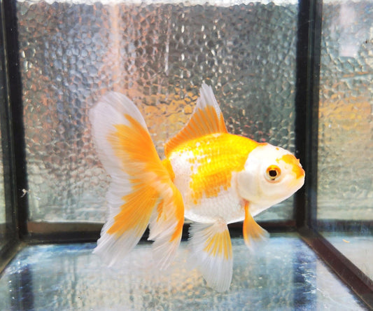 Paradise Tropicals LLC Polkadot Red White Orchidtail Oranda Goldfish WYSIWYG #2