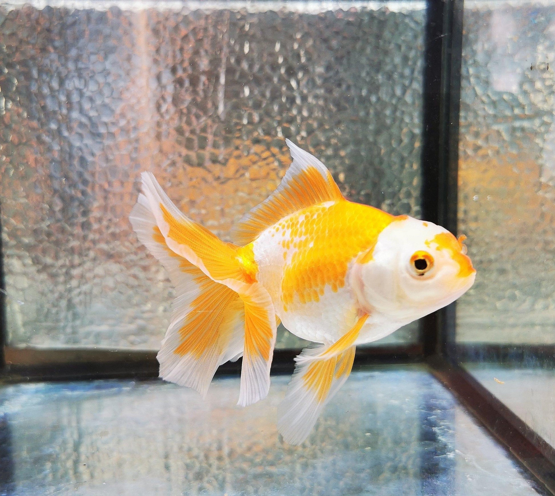 Paradise Tropicals LLC Polkadot Red White Orchidtail Oranda Goldfish WYSIWYG #2