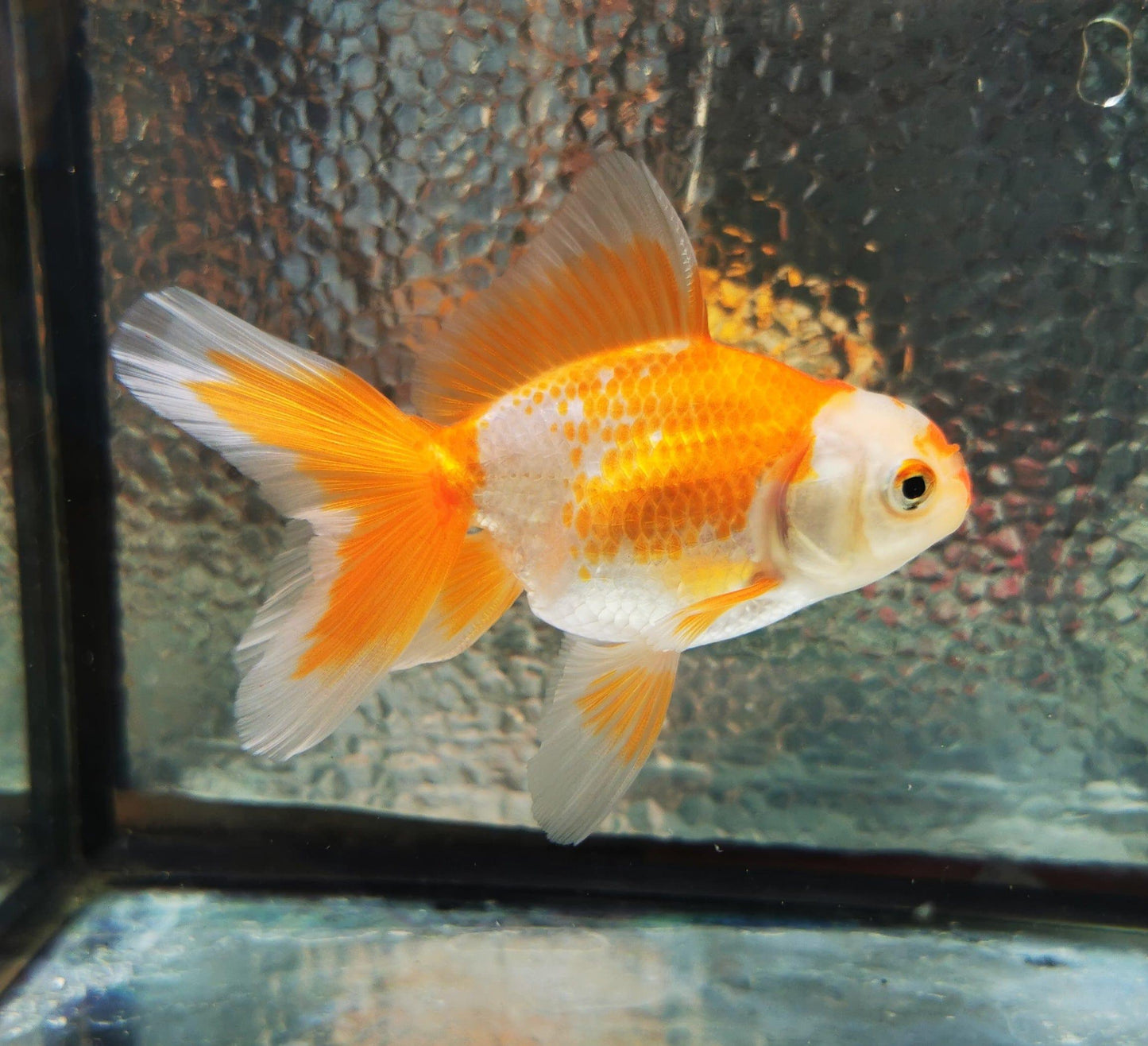 Paradise Tropicals LLC Polkadot Red White Orchidtail Oranda Goldfish WYSIWYG #2