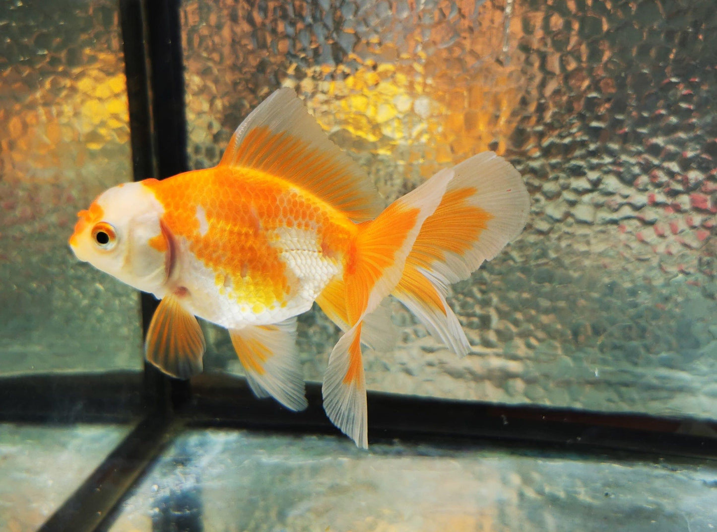 Paradise Tropicals LLC Polkadot Red White Orchidtail Oranda Goldfish WYSIWYG #2