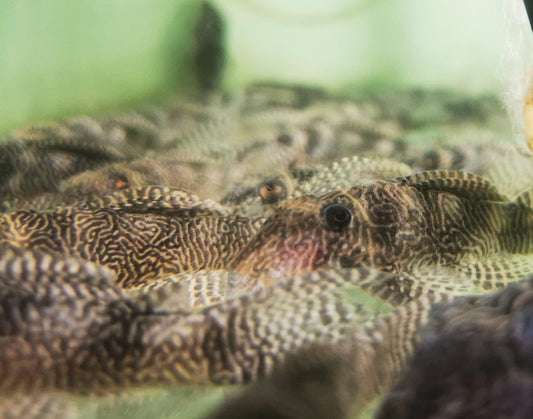 Paradise Tropicals LLC Plecostomus Queen Arabesque Pleco L260