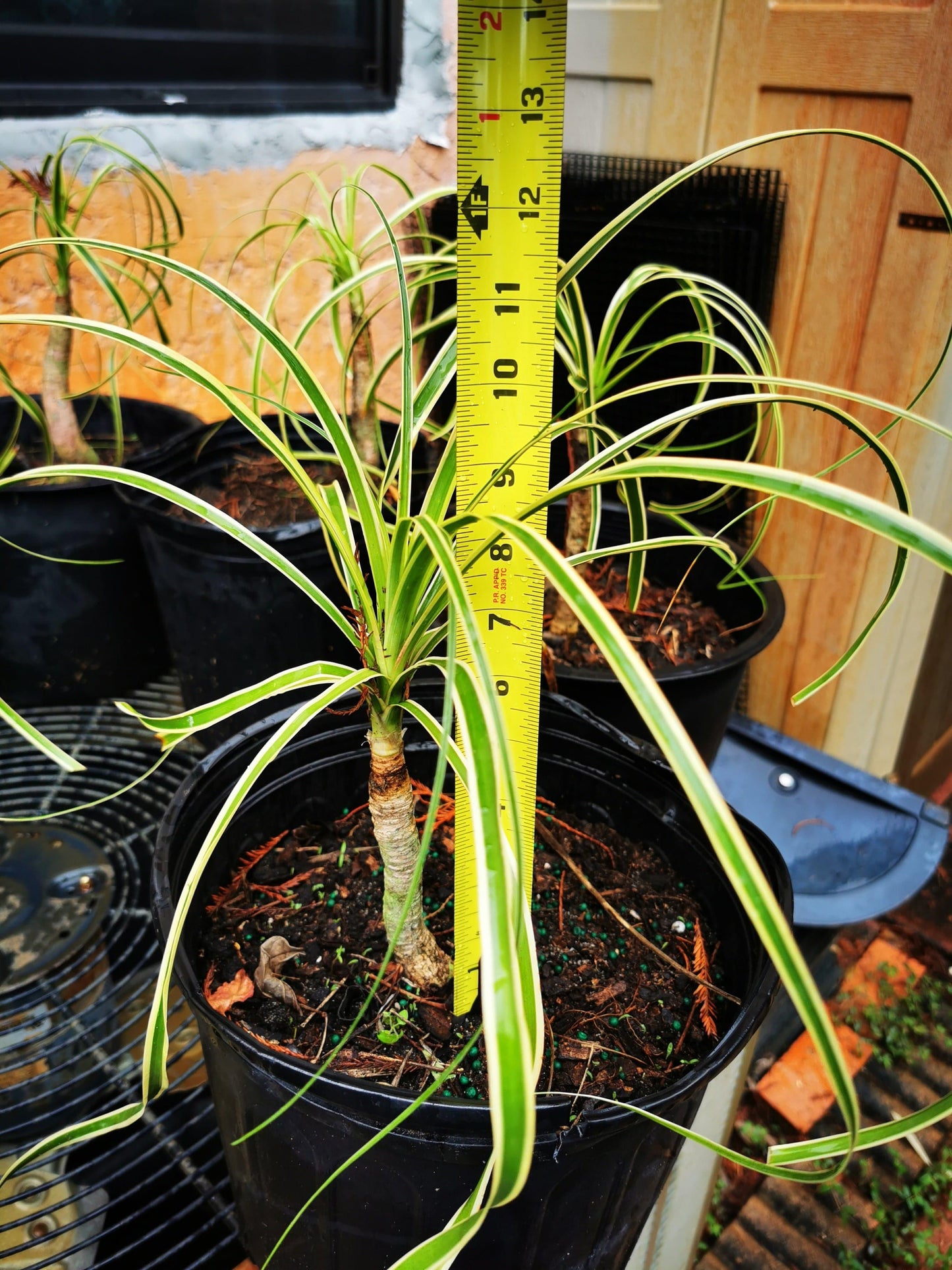 Paradise Tropicals LLC Potted Houseplants Rare!! Beaucarnea guatamalense variegated Small Plant