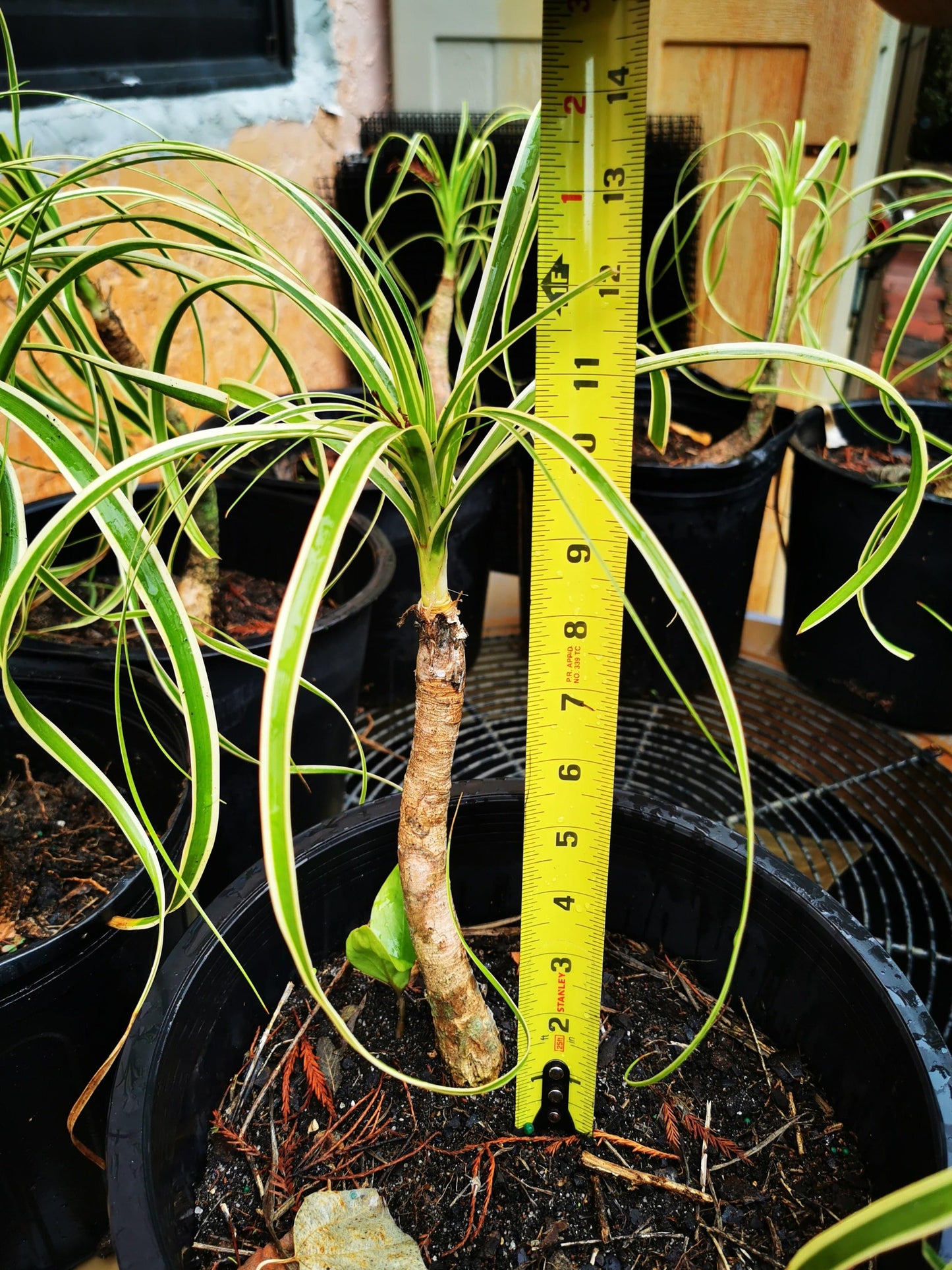 Paradise Tropicals LLC Potted Houseplants Rare!! Beaucarnea guatamalense variegated Small Plant