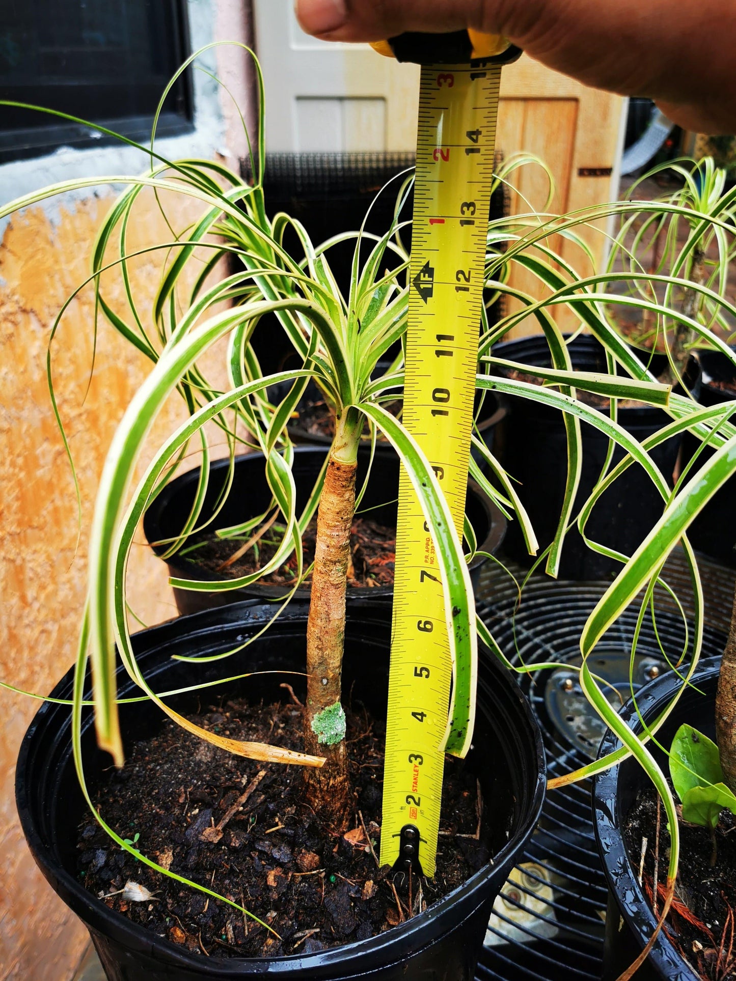 Paradise Tropicals LLC Potted Houseplants Rare!! Beaucarnea guatamalense variegated Small Plant