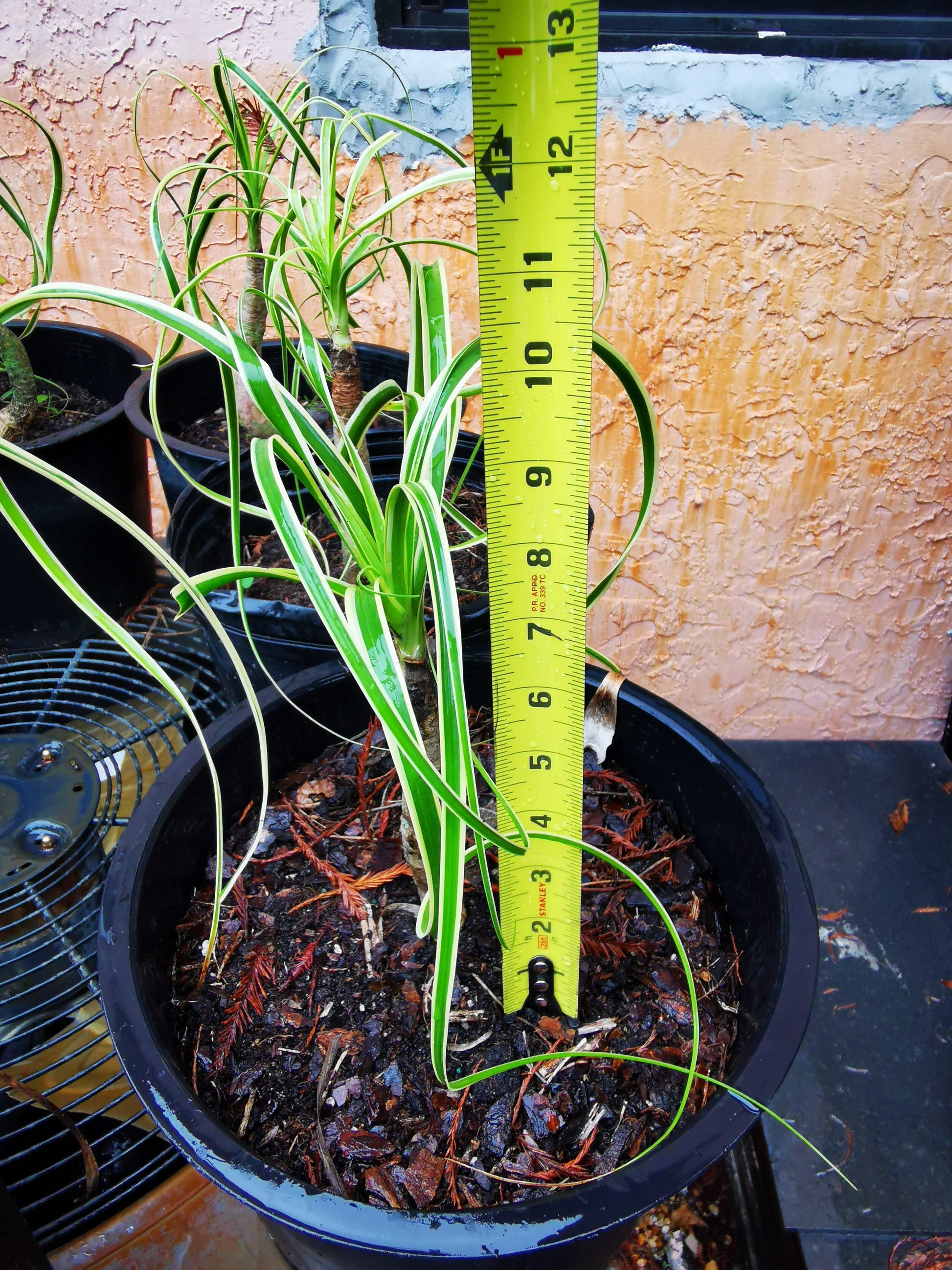 Paradise Tropicals LLC Potted Houseplants Rare!! Beaucarnea guatamalense variegated Small Plant