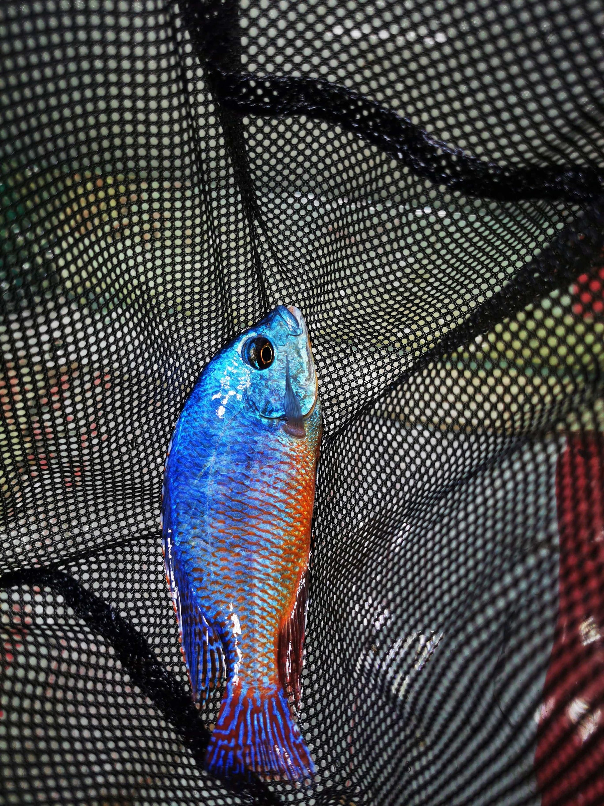 Paradise Tropicals LLC Live Animals Red Empress Hap Male #3 WYSIWYG