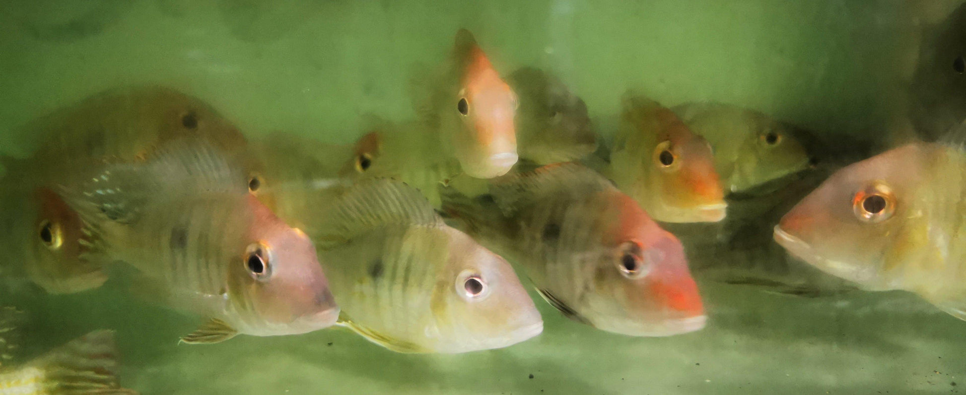 Paradise Tropicals LLC Live Animals Red Head Tapajos Cichlid Wild Super Rare!!