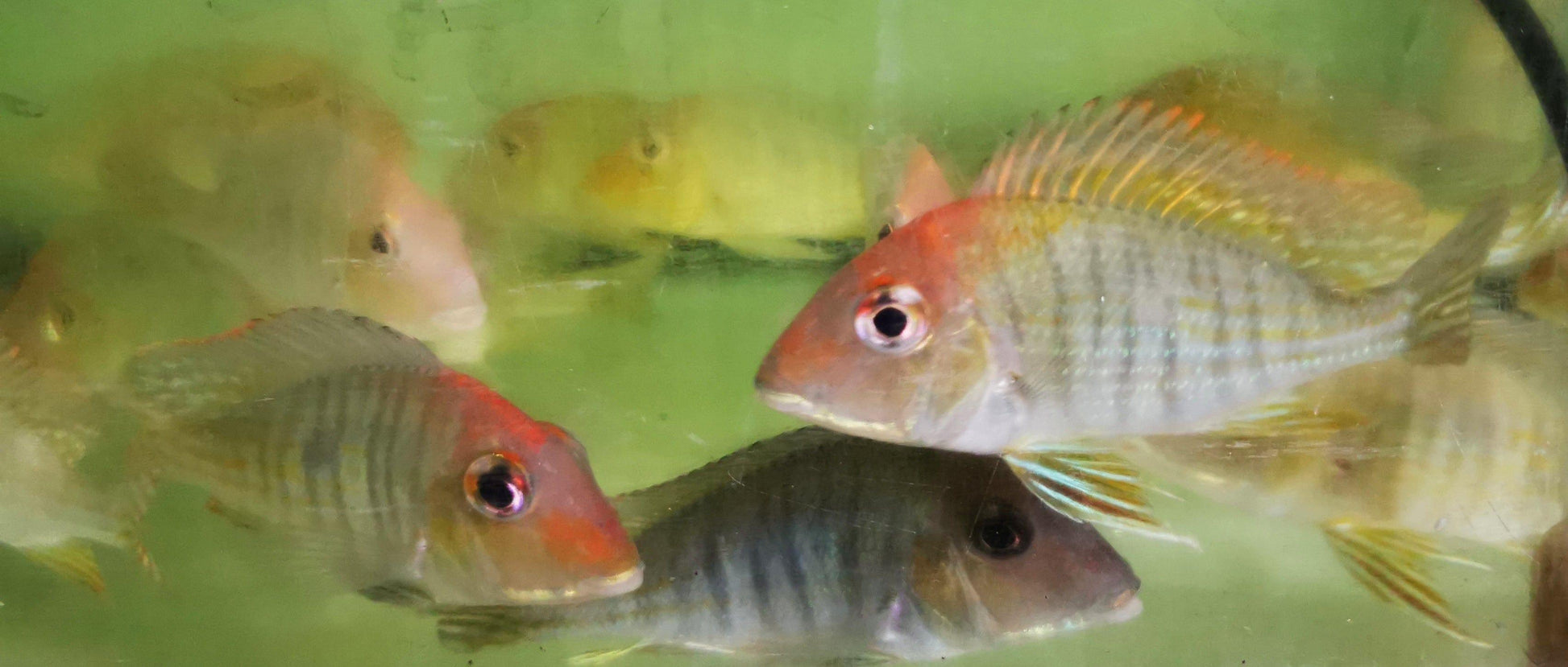 Paradise Tropicals LLC Live Animals Red Head Tapajos Cichlid Wild Super Rare!!