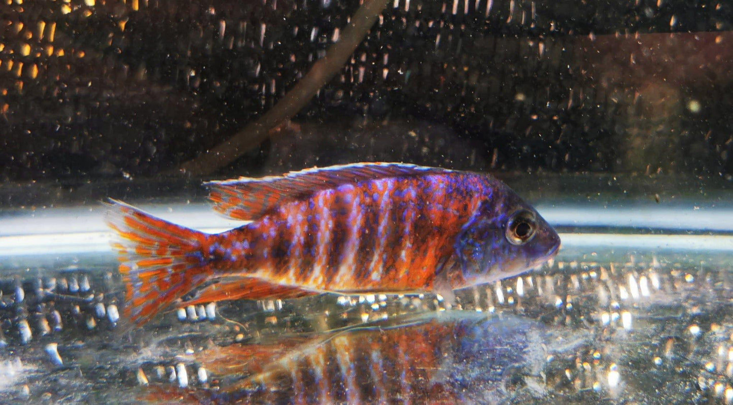 Paradise Tropicals LLC Red Magenta Peacock #2 WYSIWYG