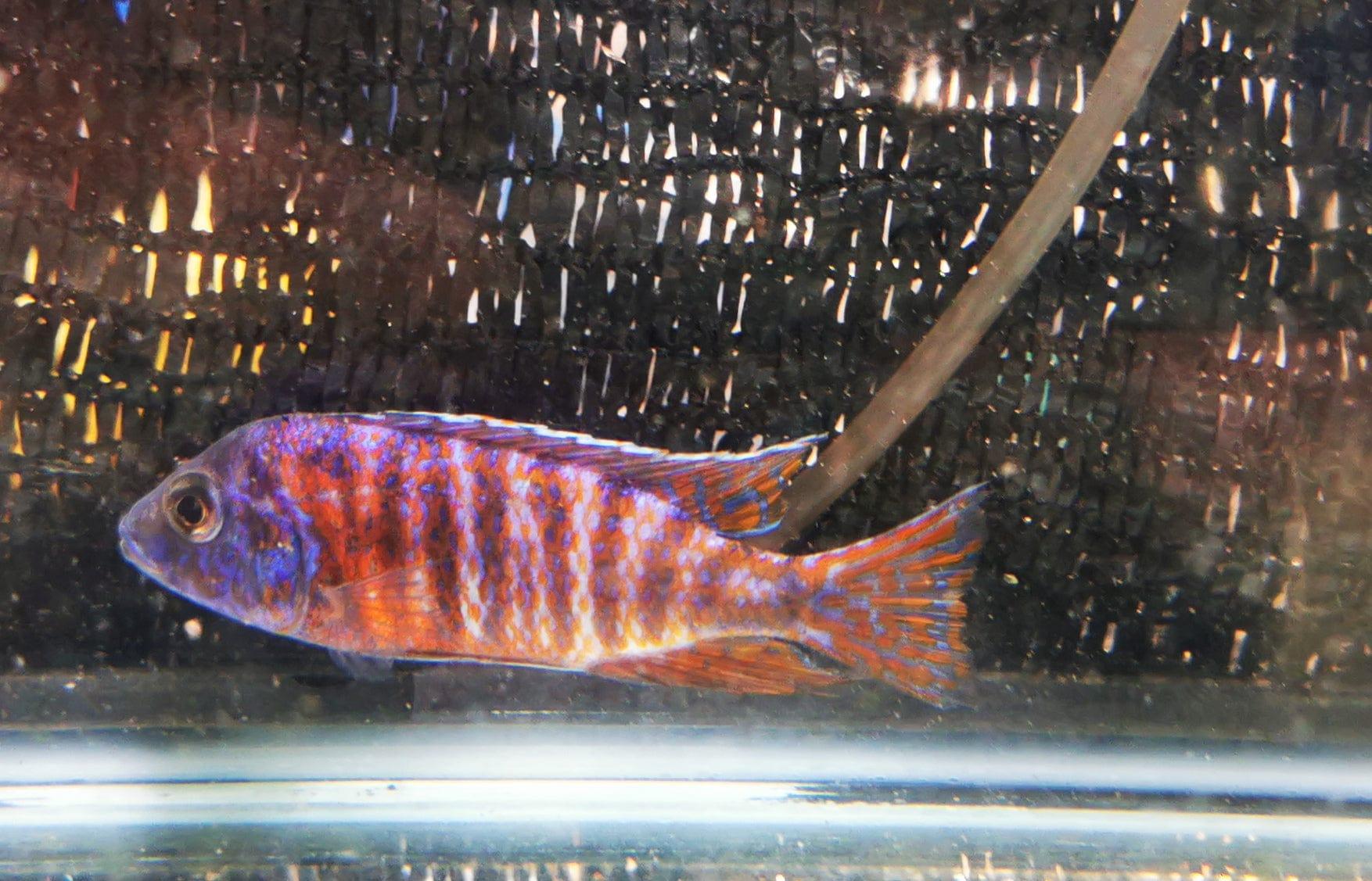 Paradise Tropicals LLC Red Magenta Peacock #2 WYSIWYG