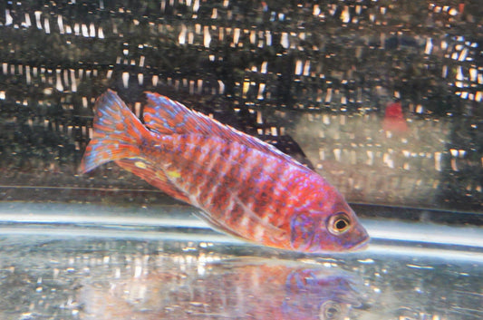 Paradise Tropicals LLC Red Magenta Peacock #3 WYSIWYG