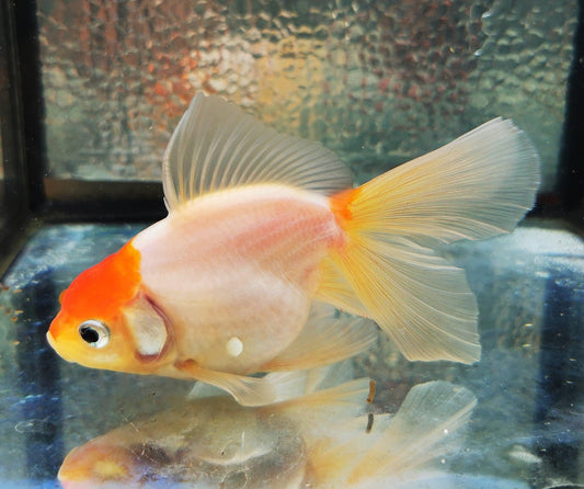 Paradise Tropicals LLC Sakura Sunset Orchidtail Oranda Goldfish WYSIWYG #11